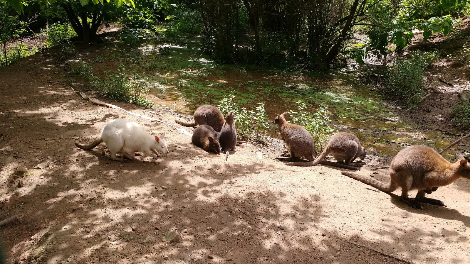 Zoo La Grandera (Cangas de Onís) Visitor Information & Reviews