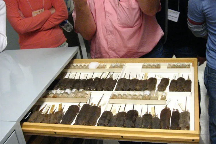 Museum of Vertebrate Zoology