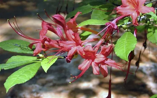 Hamilton Rhododendron Gardens