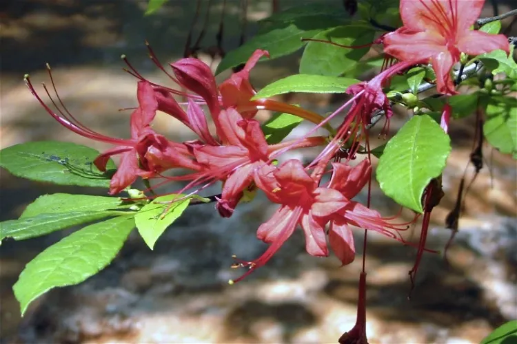 Jardín de Rhododendron Fred Hamilton