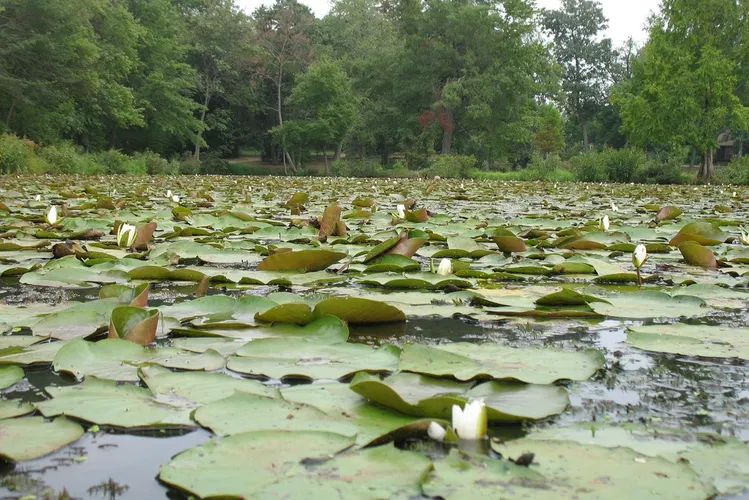 Kenilworth Park and Aquatic Gardens