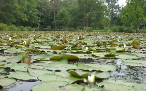 Kenilworth Park & Aquatic Gardens