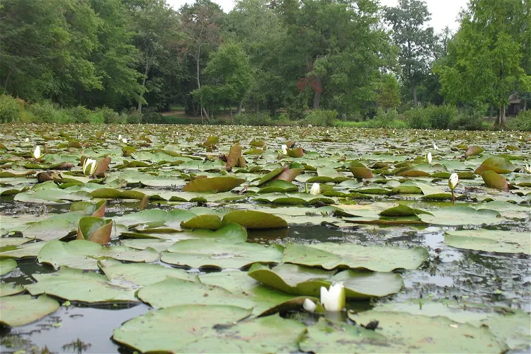 Kenilworth Park & Aquatic Gardens