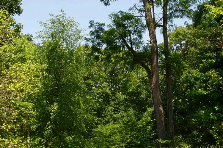 Jardines Rutgers