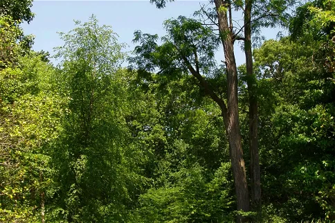 Rutgers Gardens