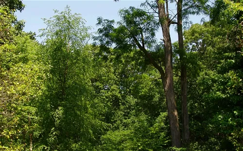 Rutgers Gardens