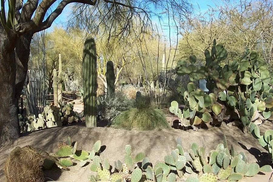 Ethel M Botanical Cactus Garden