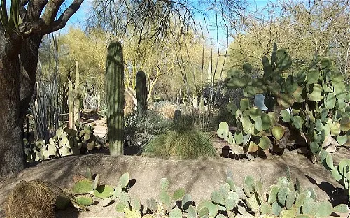 Ethel M Botanical Cactus Garden