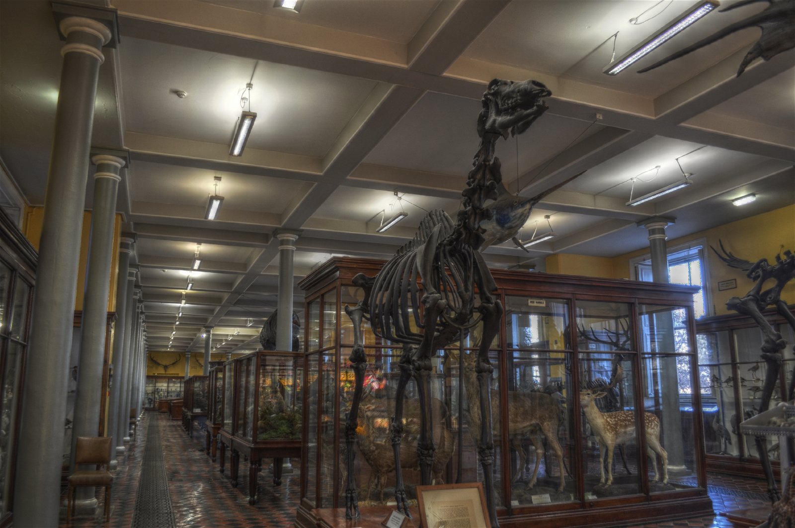 National Museum of Ireland - Natural History