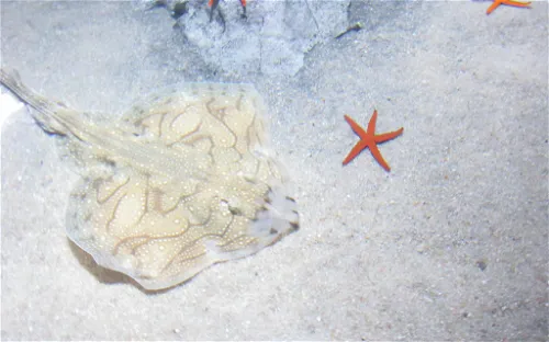 Acuario de Almuñécar