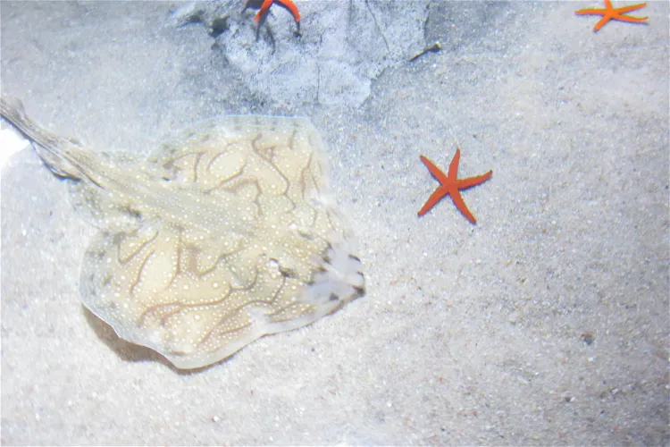 Acuario de Almuñécar