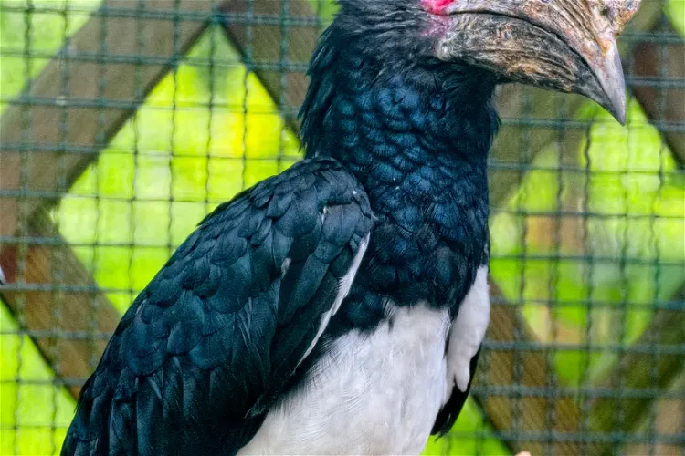 Vogelpark Viernheim