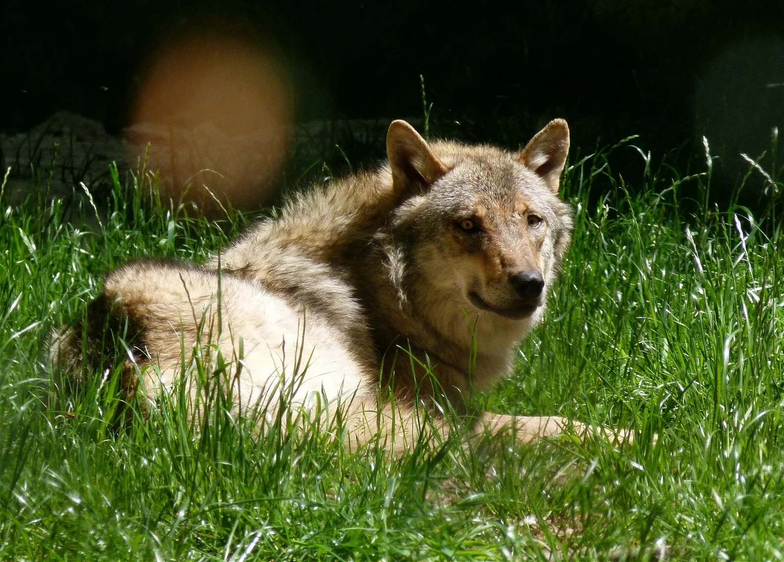 Wildfreigehege Wildenburg