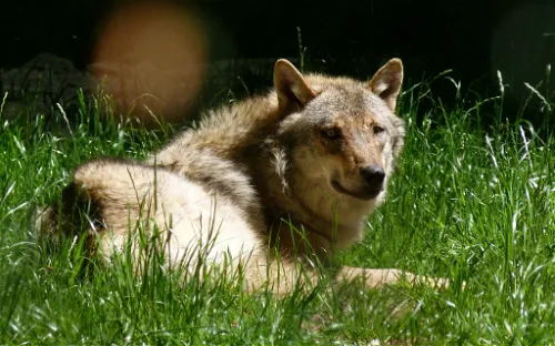 Wildfreigehege Wildenburg