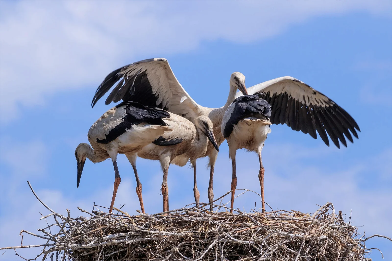 Tier- und Vogelpark Forst