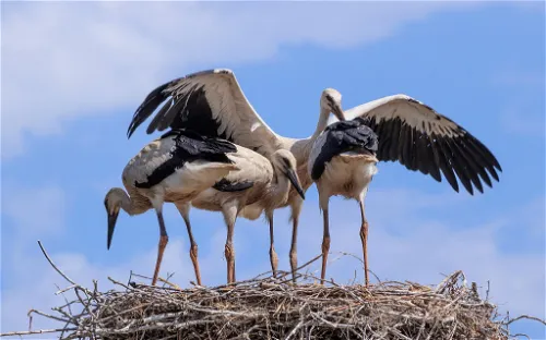 Tier- und Vogelpark Forst
