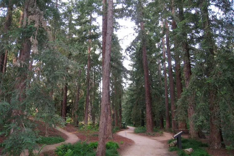 Arboreto de la Universidad de California Campus de Davis