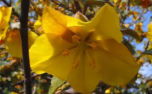 California State University Northridge Botanic Garden