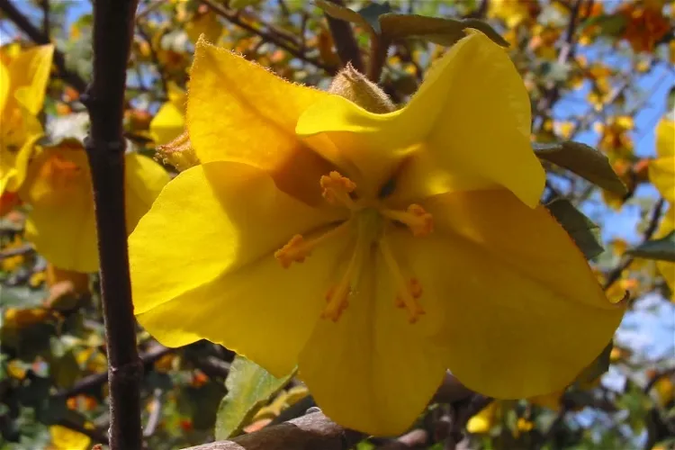 Jardín botánico de la Universidad de California, Campus de Northridge
