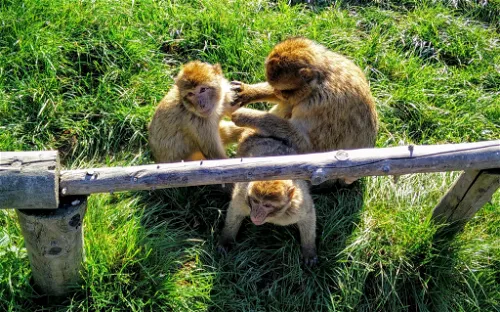 Monkey & bird park Eckenhagen