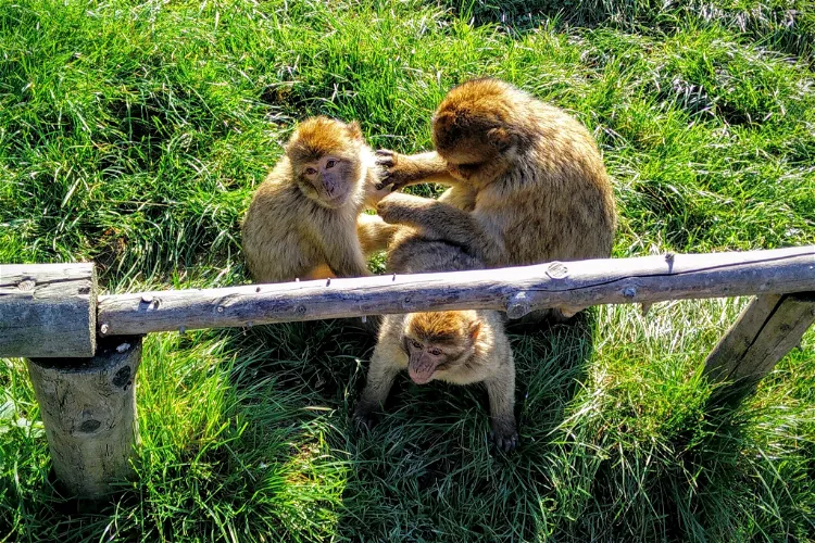 Monkey & bird park Eckenhagen