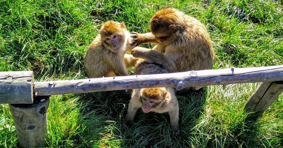 Monkey & bird park Eckenhagen (Reichshof) - Visitor Information & Reviews