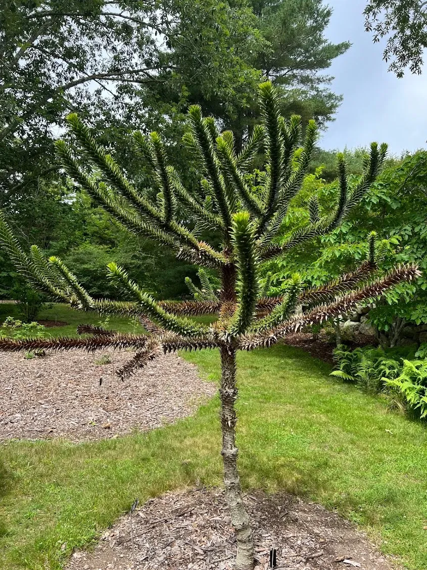 The Polly Hill Arboretum