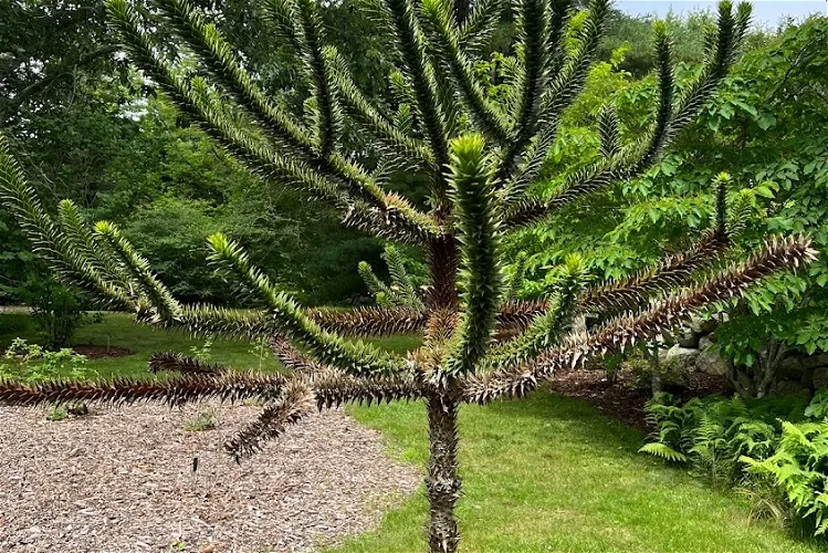 The Polly Hill Arboretum