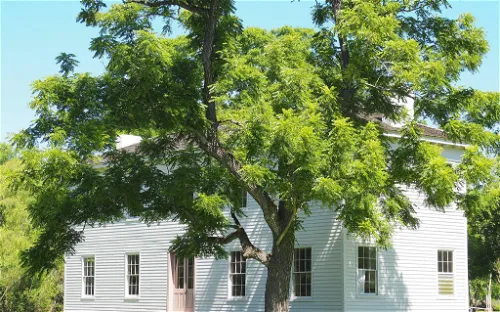 Levi Jordan Plantation