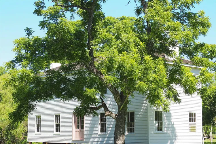 Levi Jordan Plantation