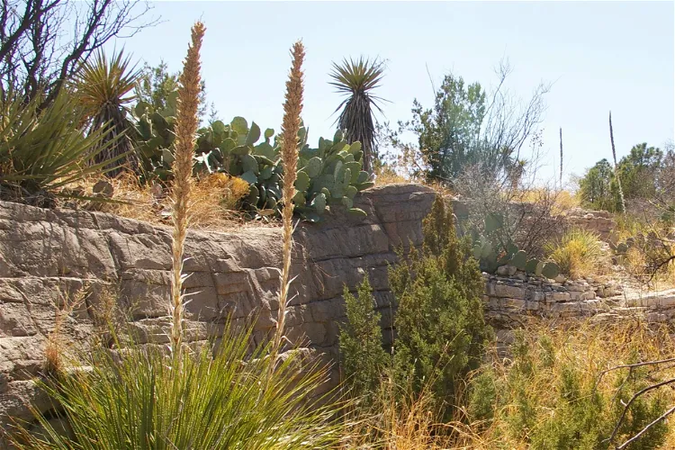 Living Desert Zoo and Gardens State Park