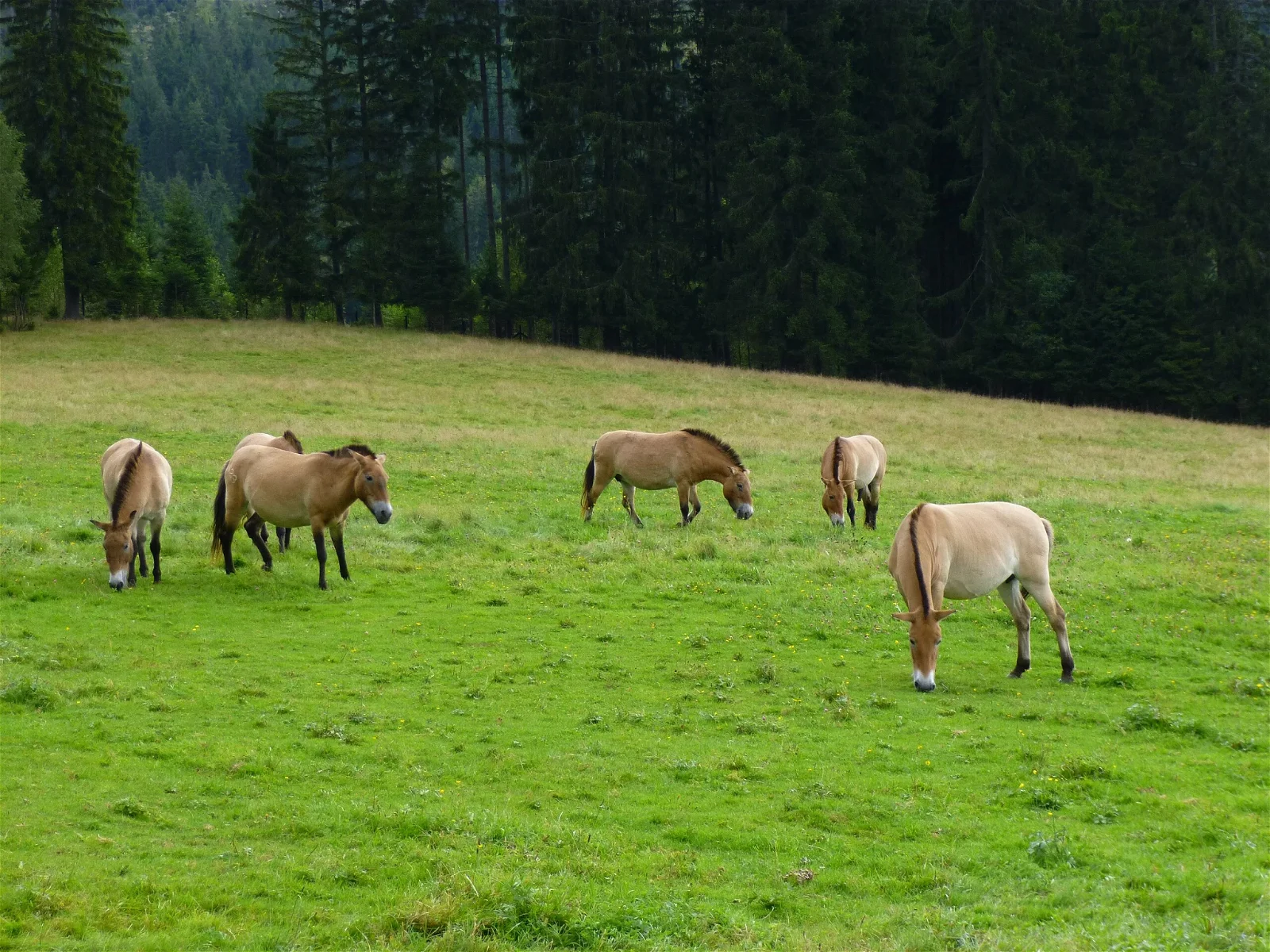 Nationalparkzentrum Falkenstein
