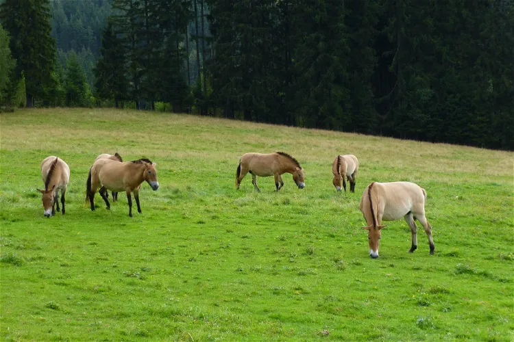 Nationalparkzentrum Falkenstein