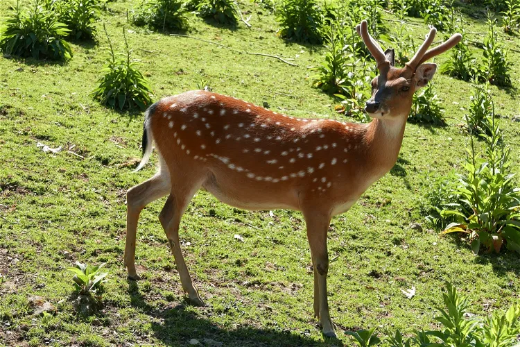 Schwarzwaldzoo