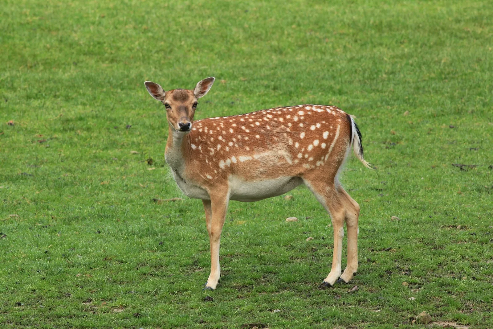 Naturwildpark Granat