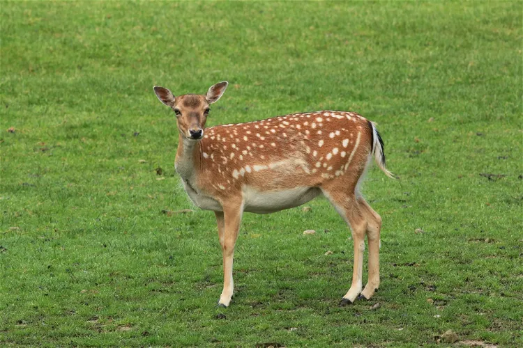 Naturwildpark Granat