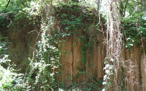 Mississippi Petrified Forest