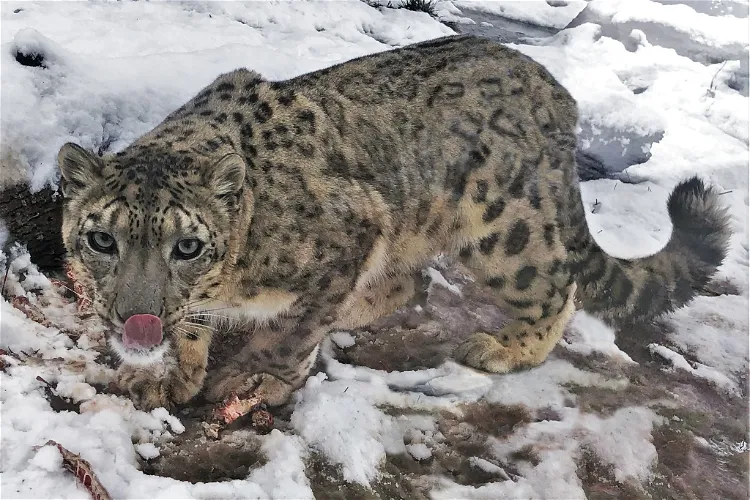 Niabi Zoo