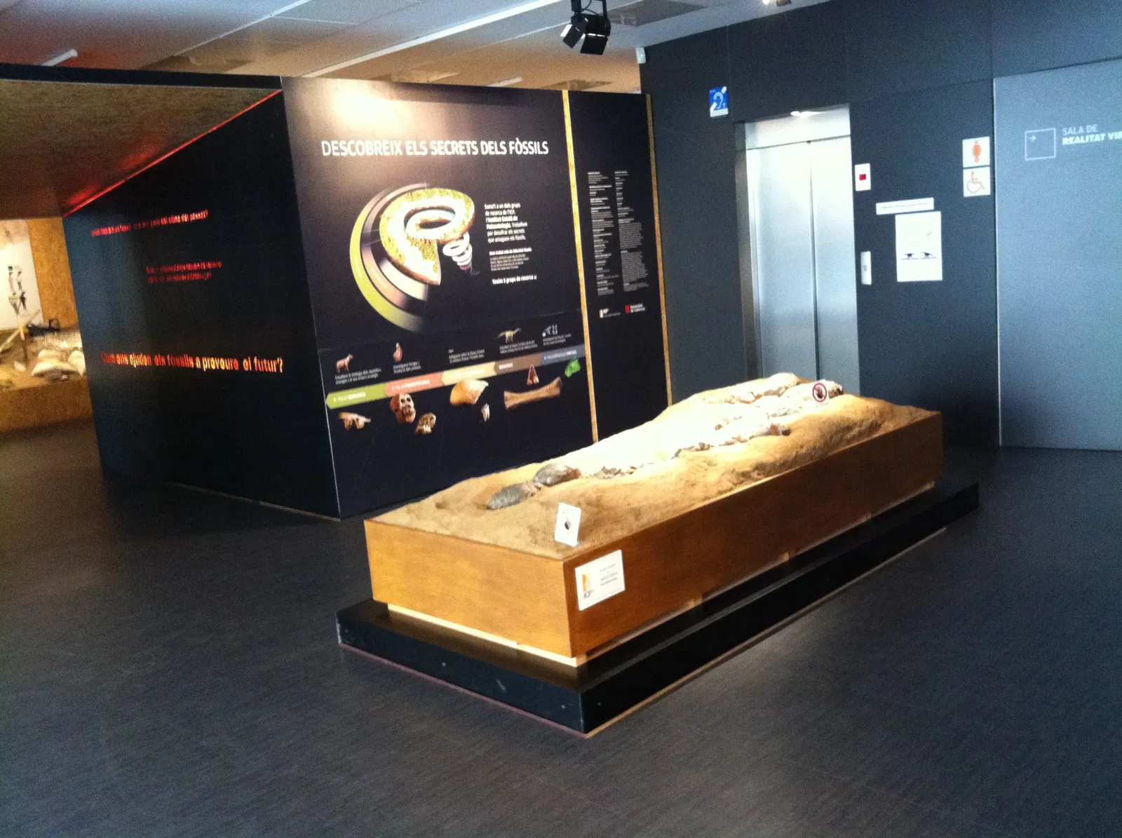 Miquel Crusafont Catalan Institute of Paleontology