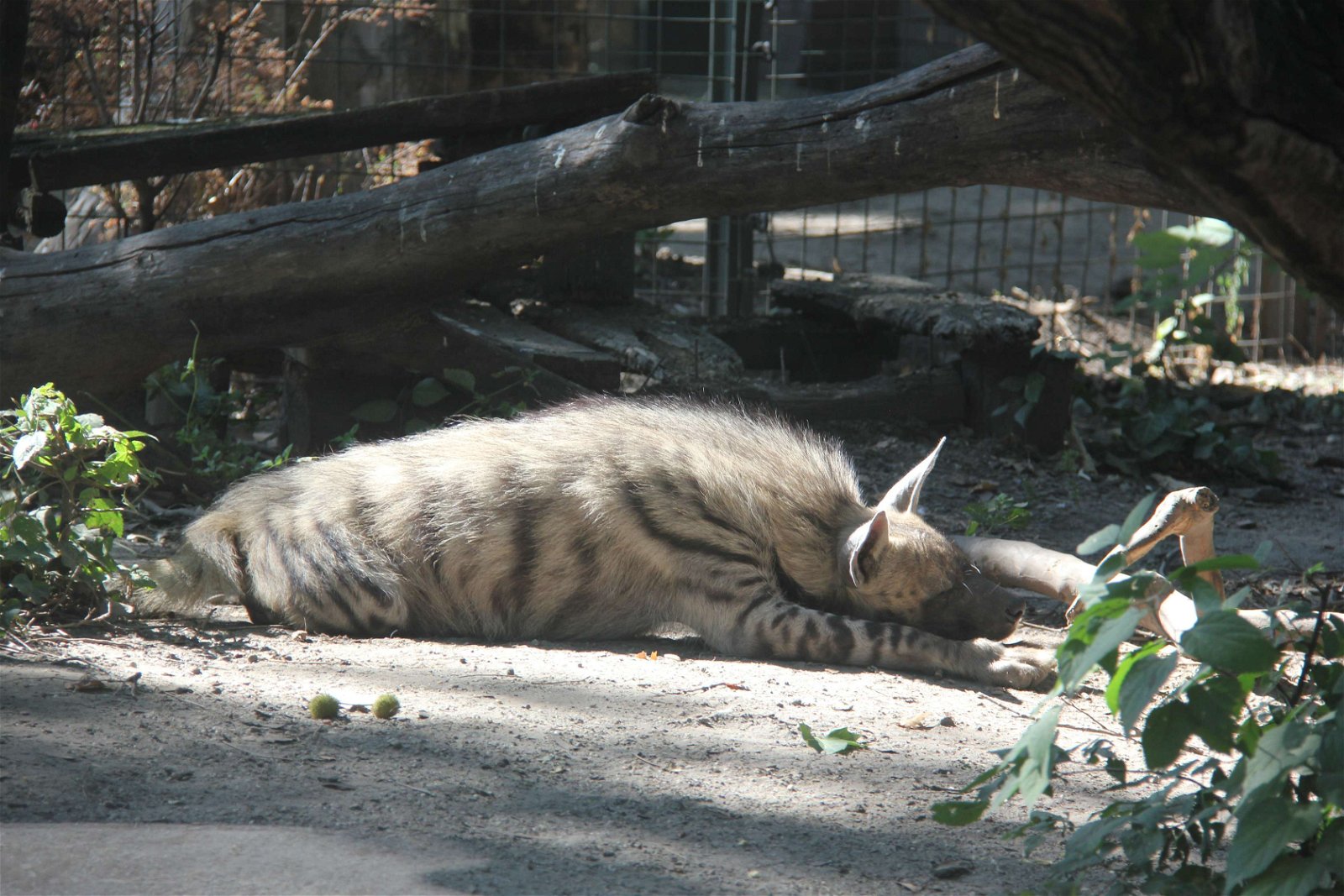 Budapest Zoo and Botanical Garden