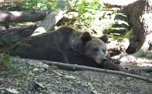 Alternativer Bärenpark Worbis