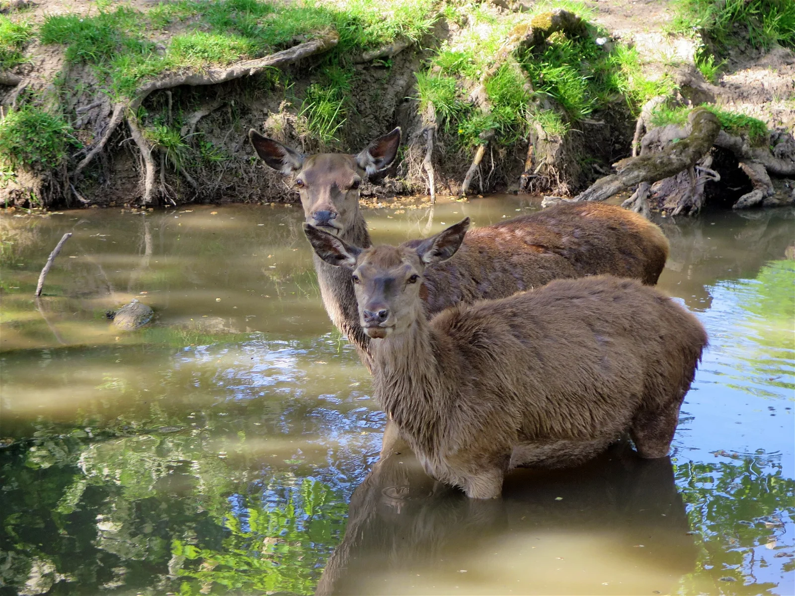 Wildpark Schloss Tambach