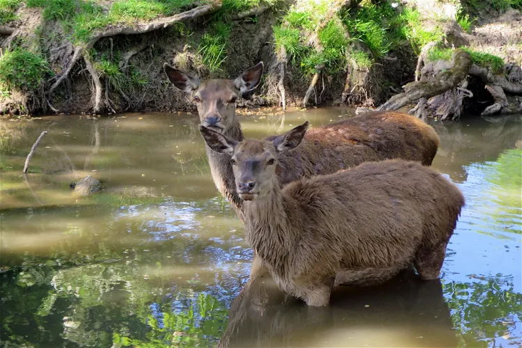 Wildpark Schloss Tambach