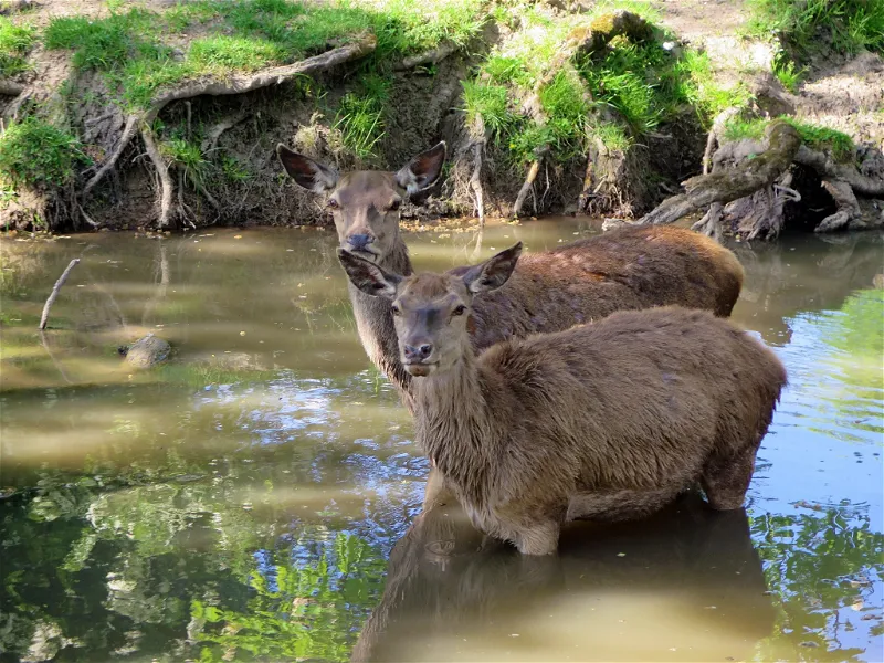 Tambach Wildpark Schloss Tambach (Tambach) - Visitor Information & Reviews
