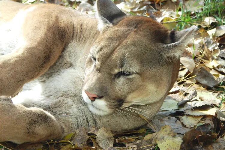 Dakota Zoo