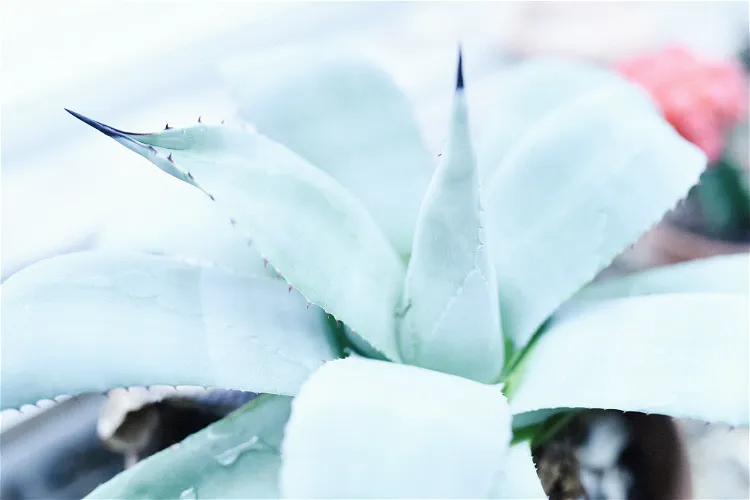 Centro de naturaleza de New Canaan