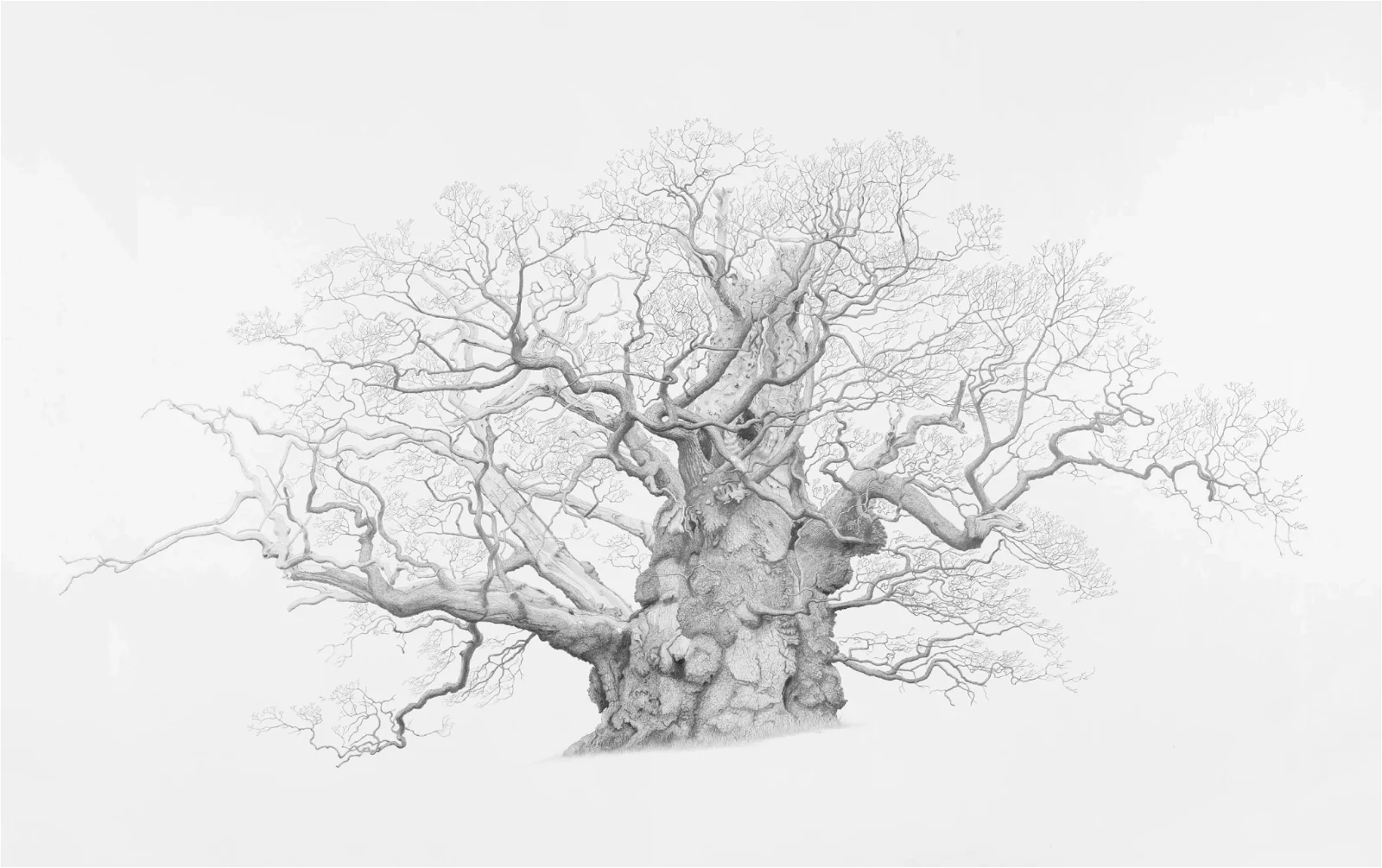Mark Frith: Ancient Oaks