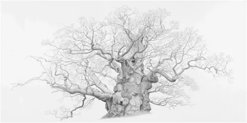 Mark Frith: Ancient Oaks