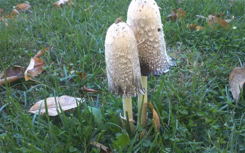 Starhill Forest Arboretum
