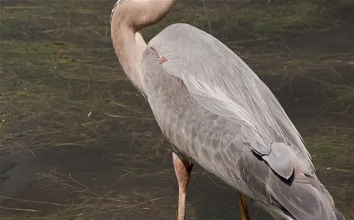 Huntington Beach State Park